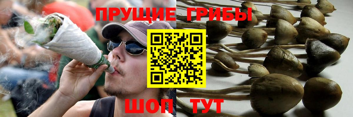 Зеленогорск  Псилоцибиновые грибы Cubensis  Вход с VPN 